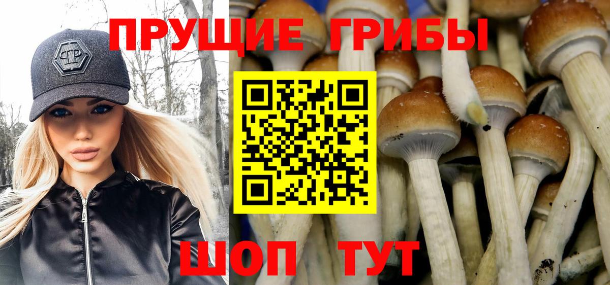 Псилоцибиновые грибы GOLDEN TEACHER Кисловодск
